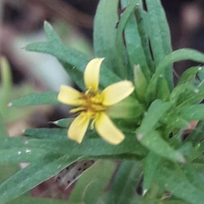 Pectis elongata — flower