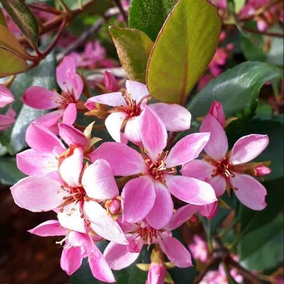 Rhaphiolepis indica — flower