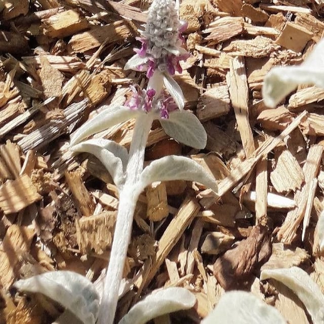Stachys byzantina — flower