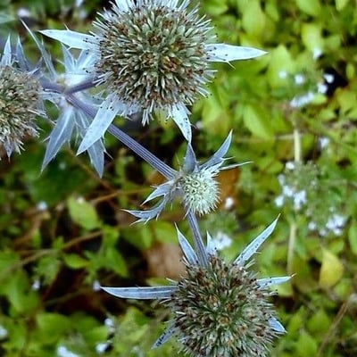 Eryngium planum — flower