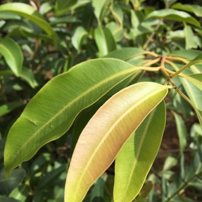 Syzygium guineense — leaf
