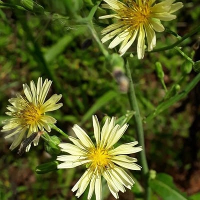 Lactuca indica — flower