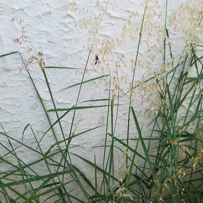 Eragrostis mexicana — leaf