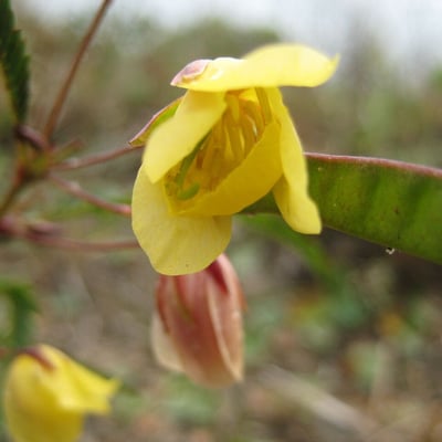 Chamaecrista flexuosa — flower