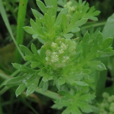 Lepidium didymum — flower