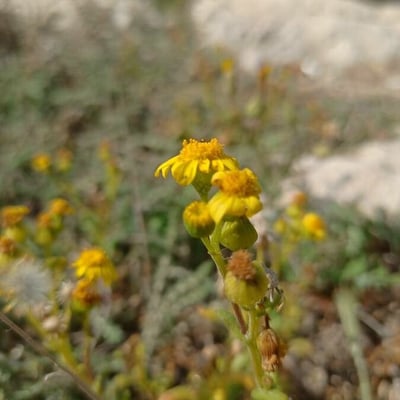 Senecio leucanthemifolius — flower