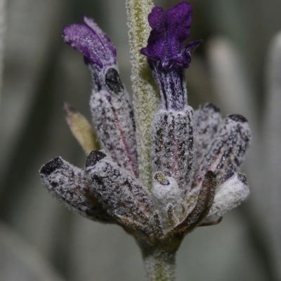 Lavandula lanata — flower