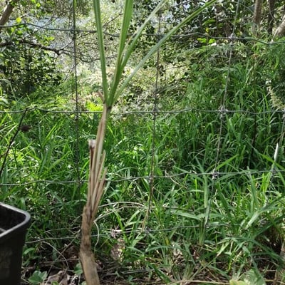 Saccharum spontaneum — leaf