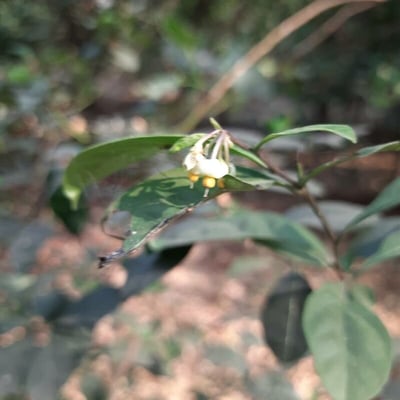Solanum diphyllum — flower