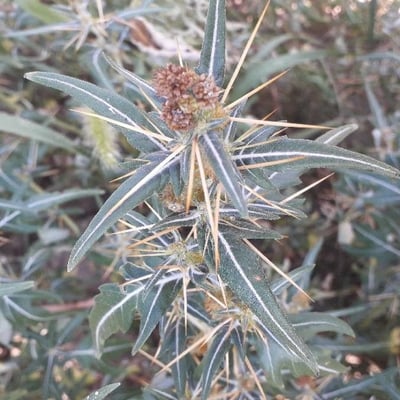 Xanthium spinosum — flower