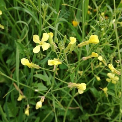Sisymbrium altissimum — flower