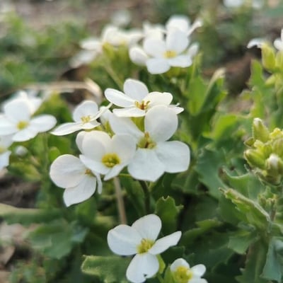 Arabis caucasica — flower