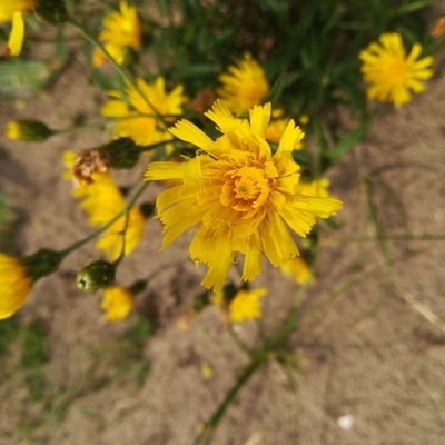 Hieracium umbellatum — flower
