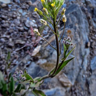 Camelina microcarpa — flower