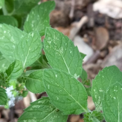 Mentha canadensis — leaf