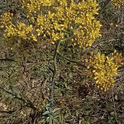 Isatis tinctoria — flower