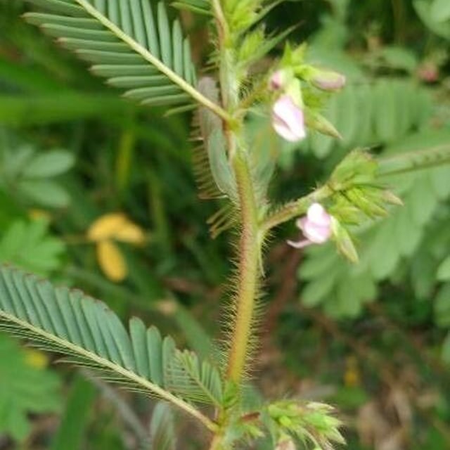 Aeschynomene americana — flower
