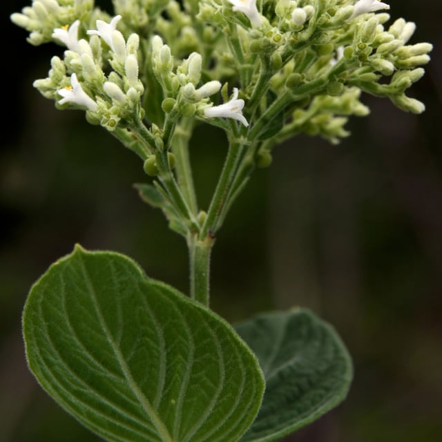 Declieuxia fruticosa