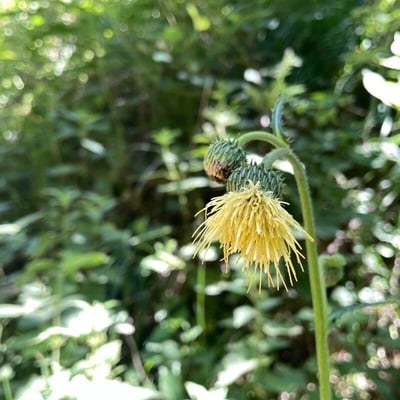 Cirsium erisithales — flower