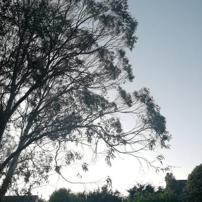 Eucalyptus microcarpa — leaf