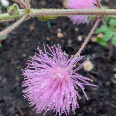 Mimosa albida — flower