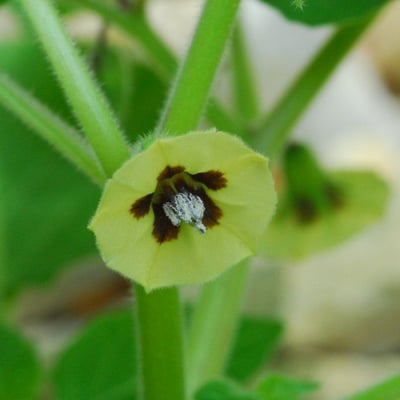 Physalis pubescens — flower