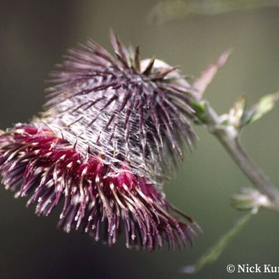 Synurus deltoides — flower