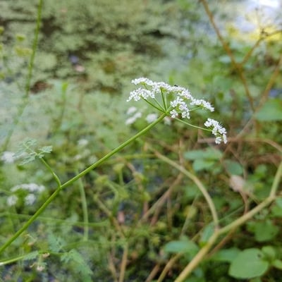 Oenanthe aquatica — flower
