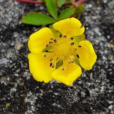 Potentilla anglica — flower