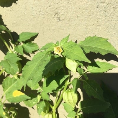 Physalis longifolia — flower