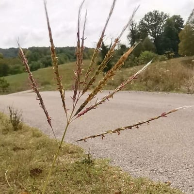 Bothriochloa ischaemum — flower