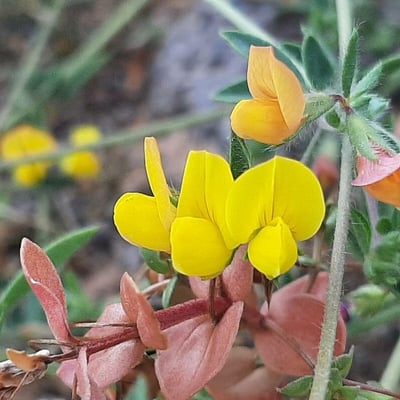 Lotus angustissimus — flower