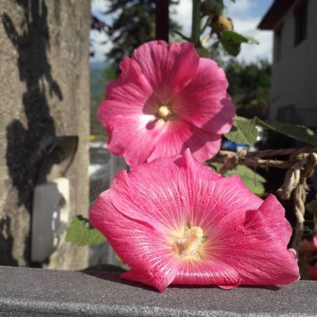 Alcea rosea — flower