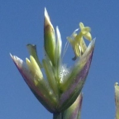 Poa cenisia — flower