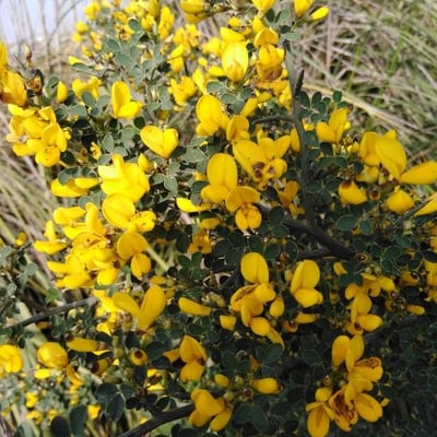 Calicotome spinosa — flower