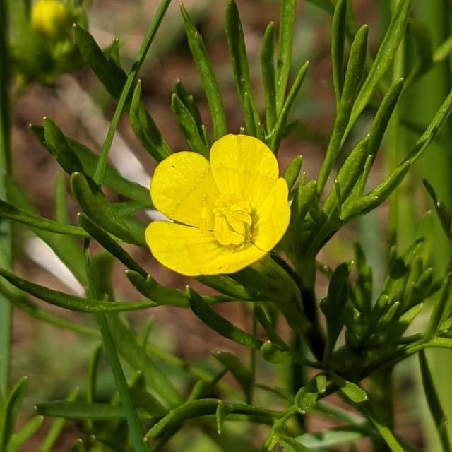 Ranunculus arvensis — flower
