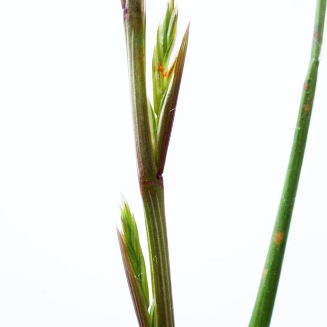 Lolium rigidum — flower