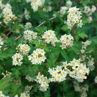 Neillia incisa — flower