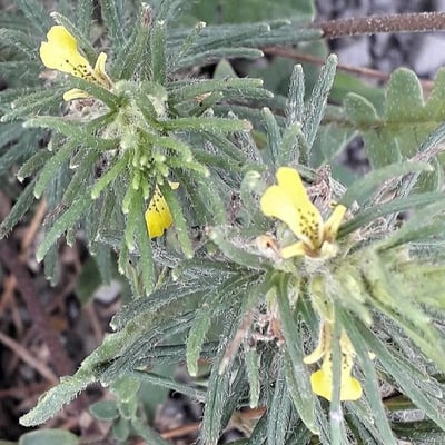 Ajuga chamaepitys — flower