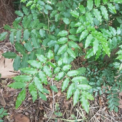 Myroxylon balsamum — leaf