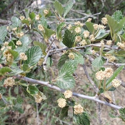 Cercocarpus montanus — flower