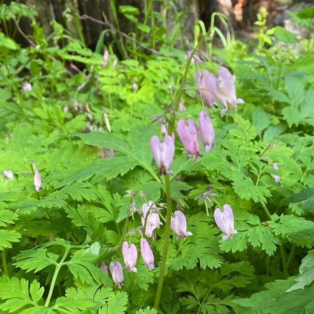 Dicentra formosa — flower