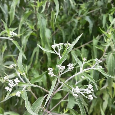 Eupatorium serotinum — flower