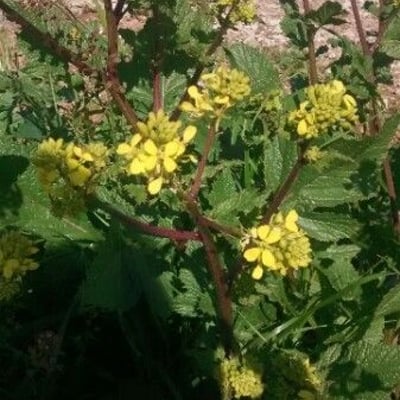 Sinapis arvensis — flower