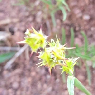 Cenchrus spinifex — fruit