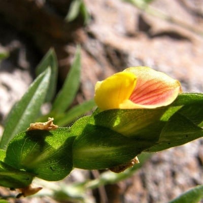 Zornia reticulata — flower