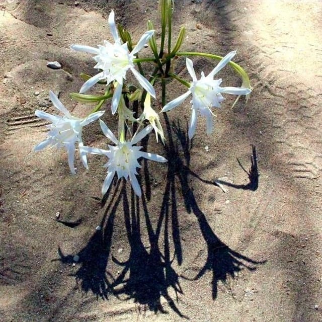 Pancratium maritimum — flower