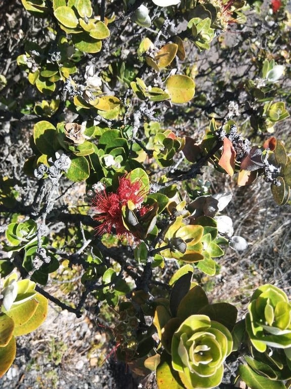 'ohi'a lehua