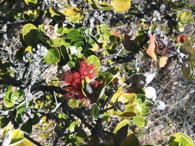 'ohi'a lehua