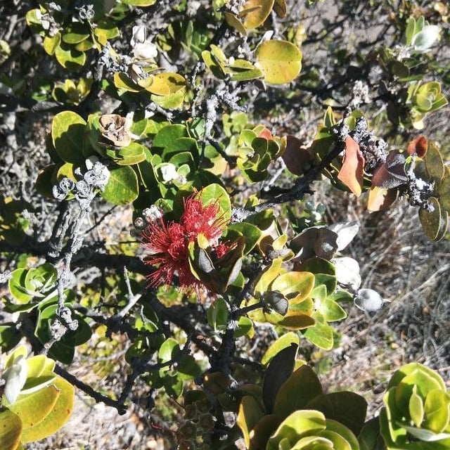 'ohi'a lehua